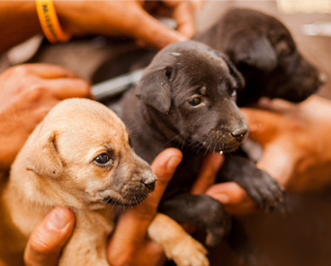 Two puppies wait to get their rabies vaccinations.